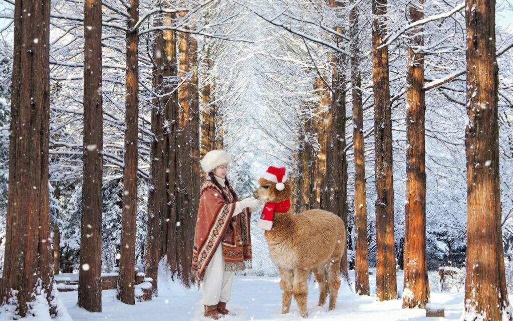南怡島での楽しい日帰りツアー攻略|チケット料金と予約方法 南怡島での楽しい日帰りツアー攻略|チケット料金と予約方法