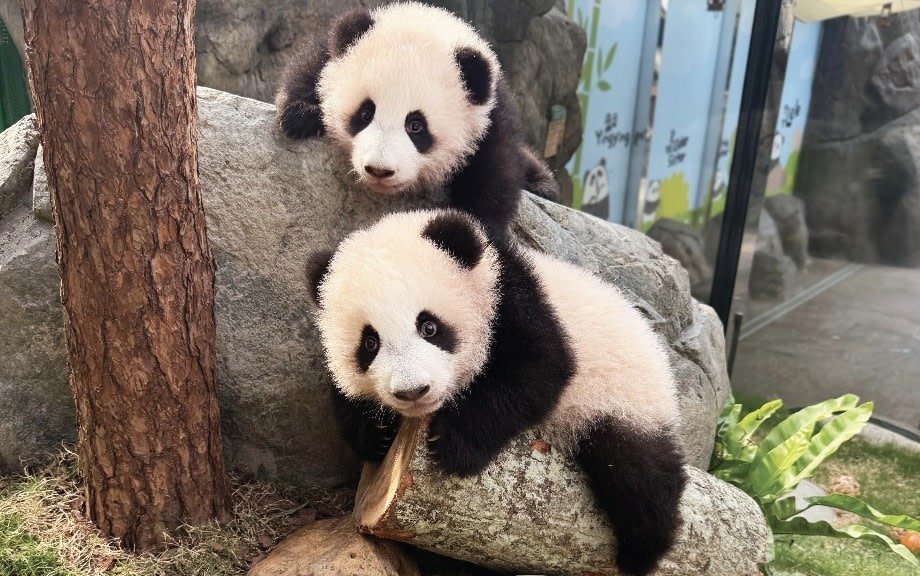 香港オーシャンパーク チケット攻略|料金・予約方法・待ち時間を徹底解説 香港オーシャンパーク チケット攻略|料金・予約方法・待ち時間を徹底解説